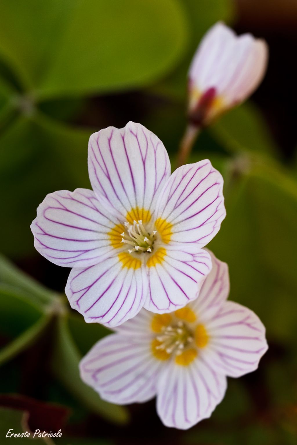 Oxalis acetosella (Oxalidaceae)